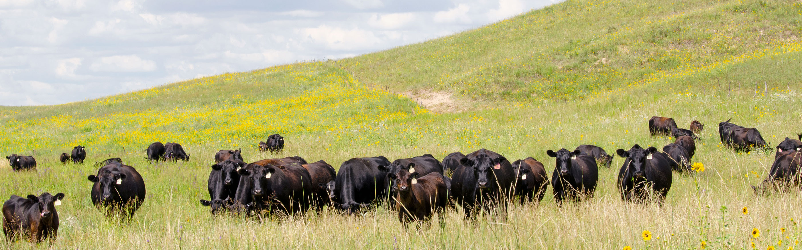 Range Beef Cow Symposium